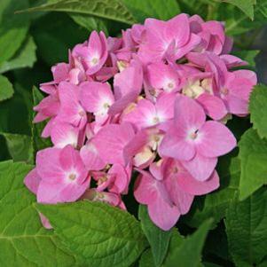 Hydrangea macrophylla 'Penny Mac'