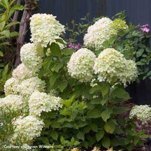 Hydrangea paniculata 'Little Lime'