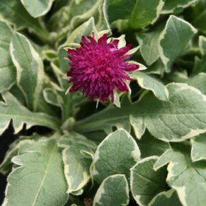 Knautia macedonica 'Thunder & Lightning'