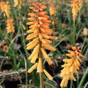 Kniphofia uvaria 'Echo Mango'