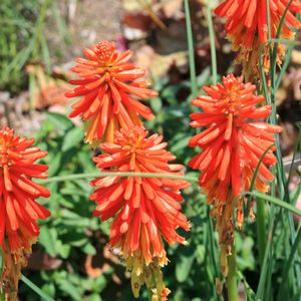 Kniphofia uvaria 'Papaya Popsicle'