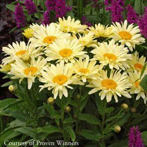 Leucanthemum x superbum 'Banana Cream'