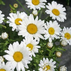 Leucanthemum x superbum 'Daisy May'