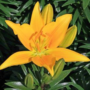 Lilium asiatica 'Tiny Dessert'