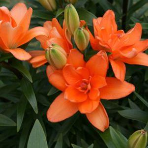 Lilium asiatica 'Tiny Double You'