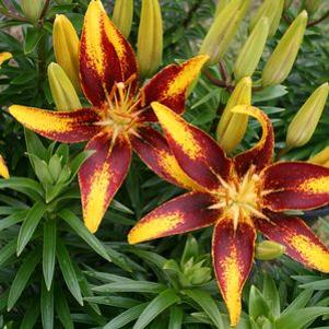 Lilium asiatica 'Tiny Sensation'