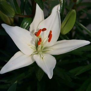 Lilium asiatica 'Tiny Snowflake'