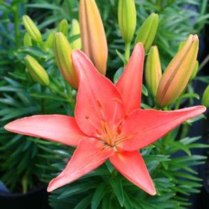 Lilium asiatica 'Tiny Toes'