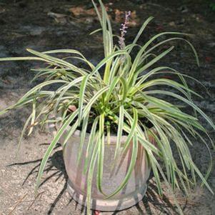 Liriope muscari 'Silvery Sunproof'