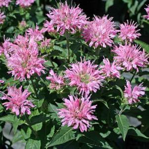 Monarda didyma 'Grand Mum'