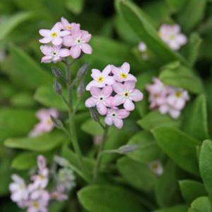 Myosotis sylvatica 'Victoria Pink'