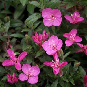 Oenothera kunthiana 'Glowing Magenta'