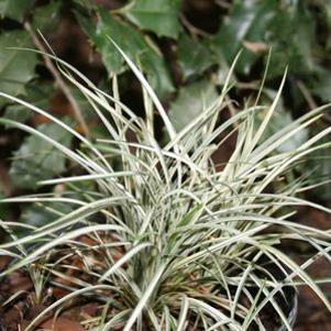 Ophiopogon japonicus 'Silver Mist'