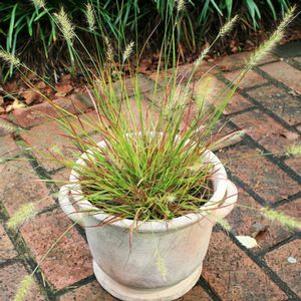 Pennisetum alopecuroides 'Burgundy Bunny'
