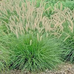 Pennisetum orientale