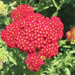Achillea  'Red Velvet'