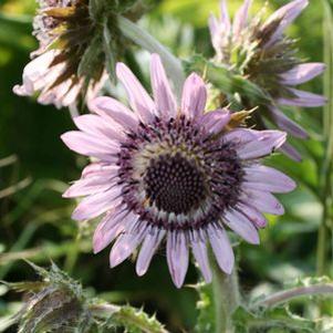 Berkheya pupurea 'Zulu Warrior'
