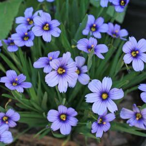 Sisyrinchium x 'Devon Skies'