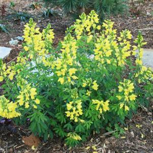 Thermopsis chinensis 'Sophia'
