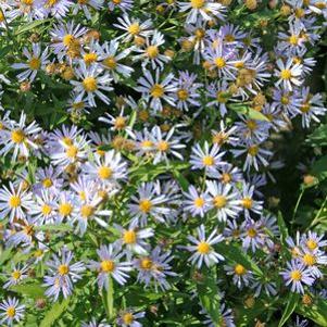 Boltonia  'Jim Crockett'