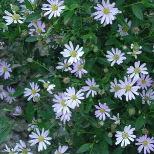 Boltonia asteroides 'Nana'