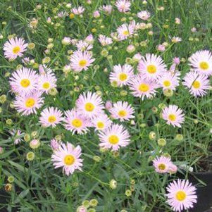 Boltonia asteroides 'Pink Beauty'