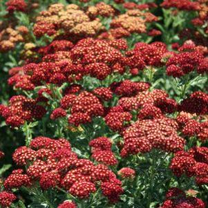 Achillea  'Strawberry Seduction'