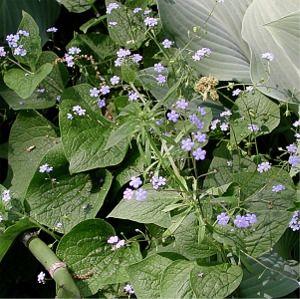Brunnera macrophylla