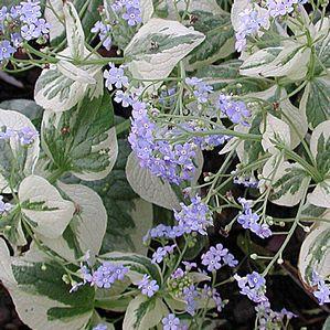 Brunnera macrophylla 'Dawson's White'