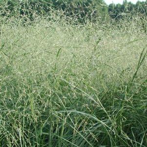 Eragrostis elliotii 'Wind Dancer'