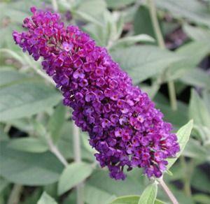 Buddleia  'Black Knight'