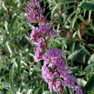Buddleia  'Petite Purple'