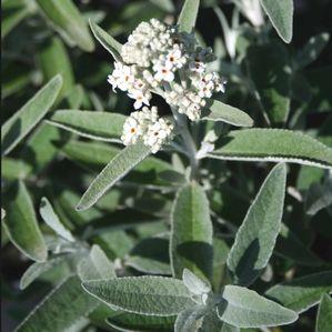 Buddleia  'Silver Anniversary'