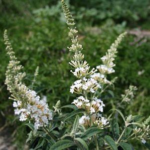 Buddleia  'White Ball'