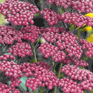Achillea  'Summerwine'
