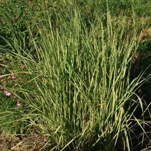 Calamagrostis acutiflora 'Eldorado'