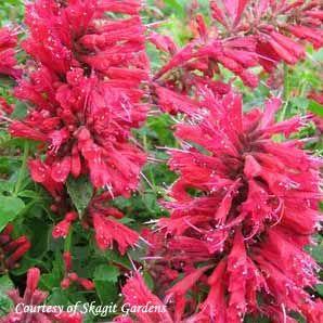 Agastache 'Raspberry Nectar'