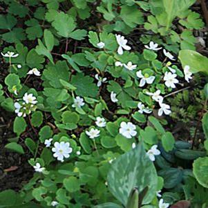 Anemonella thalictroides