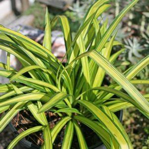 Carex siderosticha 'Banana Boat'