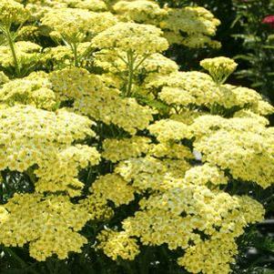 Achillea  'Sunny Seduction'