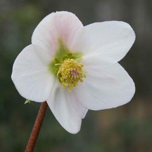 Helleborus niger 'Potter's Wheel'