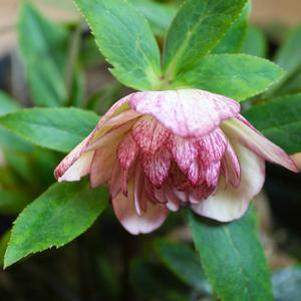 Helleborus x 'Peppermint Ice'