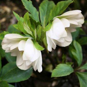 Helleborus x 'Sparkling Diamond'
