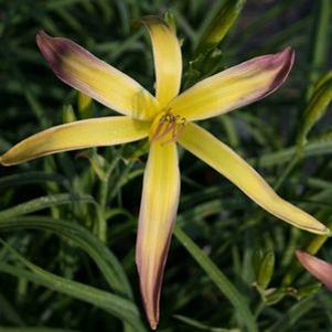 Hemerocallis 'String Bikini'