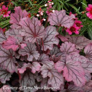 Heuchera 'Sugar Berry'