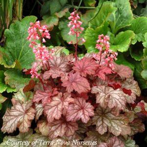 Heuchera x 'Ginger Snap'
