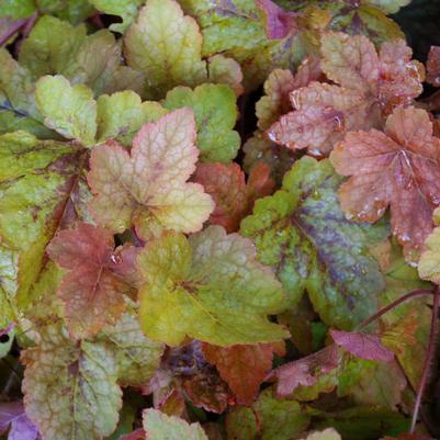 Heucherella x 'Redstone Falls'