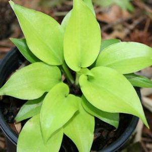 Hosta 'Appletini'