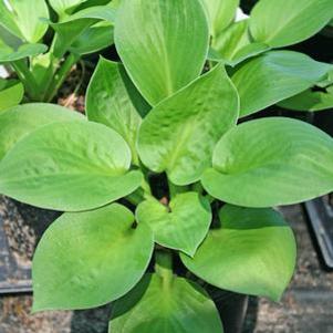 Hosta 'Blue Maui'
