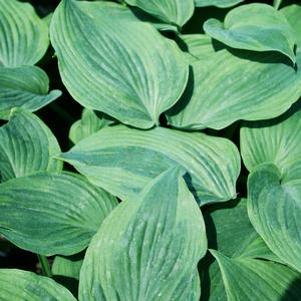 Hosta 'Devil's Advocate'